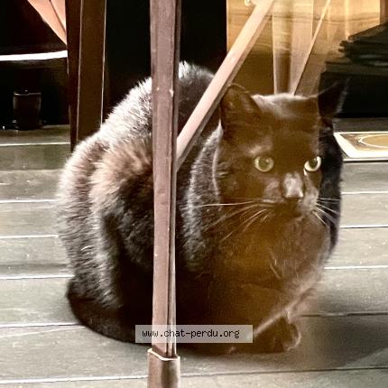 Photo 1/2 Chat trouvé Trouvé à Paris