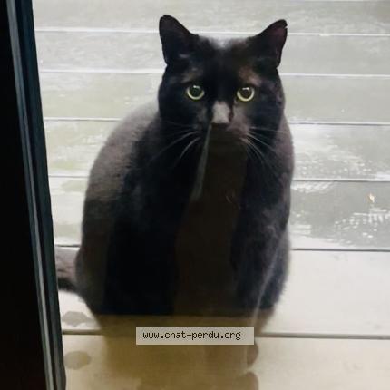 Photo 2/2 Chat trouvé Trouvé à Paris