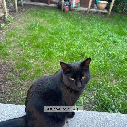 Photo 1/1 Chat retrouvé Perdu à Ostende