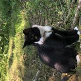 Photo de chat perdu à Brece