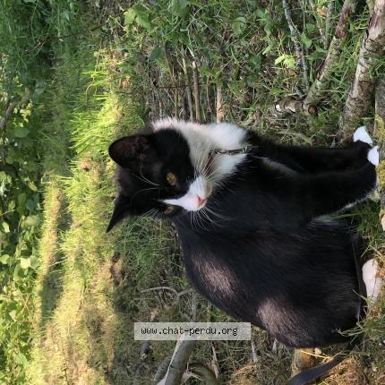 Photo 1/1 Sophie Sampson Chat perdu à Brece