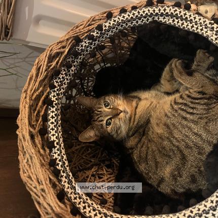 Photo 1/1 Kaline Chat perdu à Brive