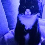 Photo de chat perdu à Castelginest