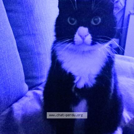 Photo de chat perdu à Castelginest