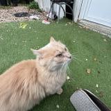 Photo de chat trouvé à Marcoussis