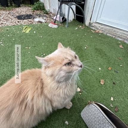 Photo 1/1 Chat trouvé Trouvé à Marcoussis