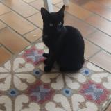 Photo de chat trouvé à Guidel