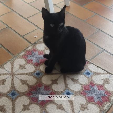 Photo 1/1 Chat trouvé Trouvé à Guidel