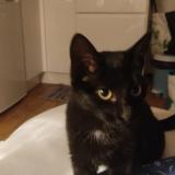 Photo de chat trouvé à Guidel