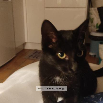 Photo 1/1 Chat trouvé Trouvé à Guidel