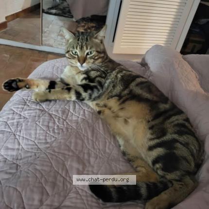 Photo 1/1 Rasta Chat perdu à Vallauris