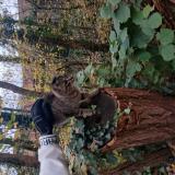 Photo de chat trouvé à Dourdan