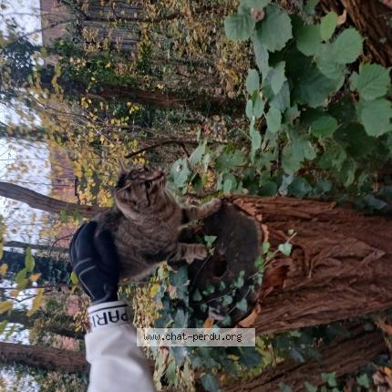 Photo 1/1 Chat trouvé Trouvé à Dourdan
