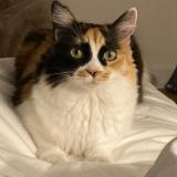 Photo de chat perdu à Allonnes