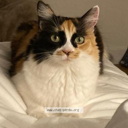 Photo de chat perdu à Allonnes