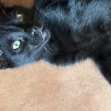 Photo de chat perdu à Toulon