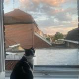 Photo de chat perdu à Mouvaux