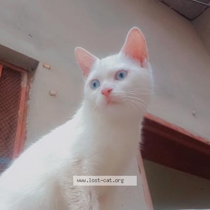 Photo 1/1 Ceindie Chat perdu à Hujra shah maqueem