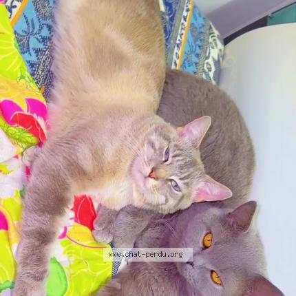 Photo 1/1 Pistache Chat perdu à Bondy