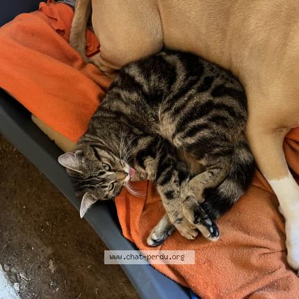 Photo 1/1 Minine Chat perdu à Elven