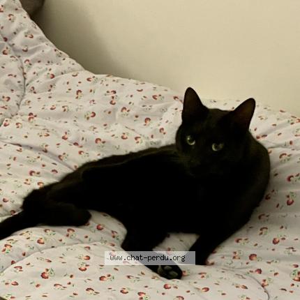 Photo 1/1 Chat retrouvé Perdu à Issy Les Moulineaux