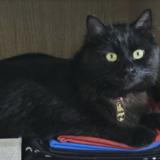 Photo de chat perdu à Rang Du Fliers