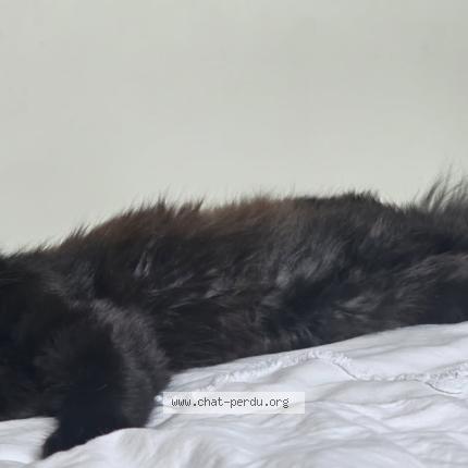 Photo 2/4 Guapa Chat perdu à Rang du fliers