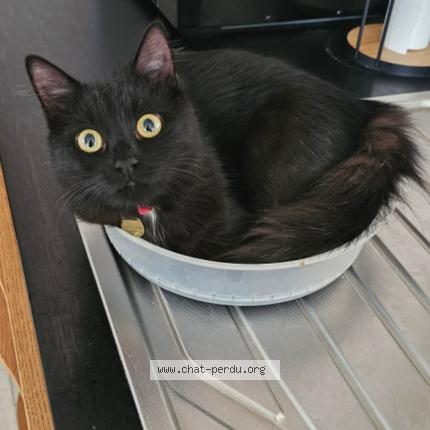 Photo 4/4 Guapa Chat perdu à Rang du fliers