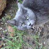 Photo de chat perdu à Herpelmont