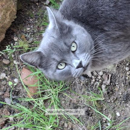 Photo 1/1 Chat retrouvé Perdu à Herpelmont