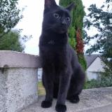Photo de chat perdu à Fermanville 50840