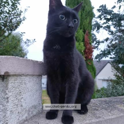 Photo 1/1 Chat retrouvé Perdu à Fermanville 50840