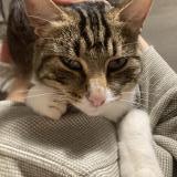 Photo de chat trouvé à Rennes