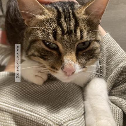 Photo 1/1 Chat trouvé Trouvé à Rennes