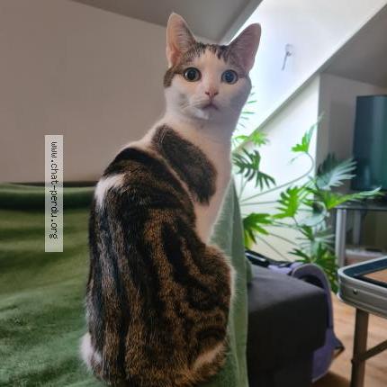 Photo 1/2 Chat retrouvé Perdu à Liege
