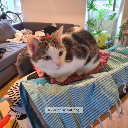 Photo 2/2 Chat retrouvé Perdu à Liege