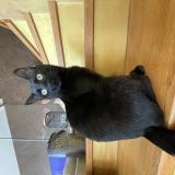 Photo de chat perdu à Lucinges