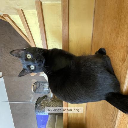 Photo 1/1 Bounty Chat perdu à Lucinges