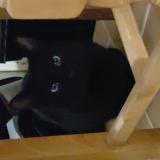 Photo de chat trouvé à Puget Sur Argens