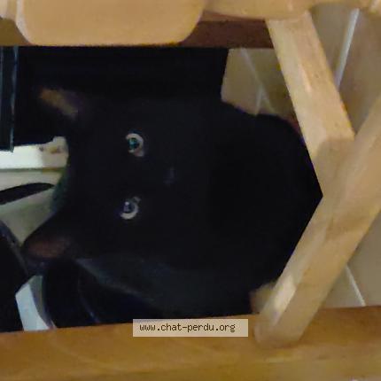 Photo 1/1 Chat trouvé Trouvé à Puget sur argens