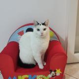 Photo de chat perdu à Ozoir La Ferriere