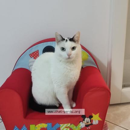 Photo 1/1 Oliver Chat perdu à Ozoir la ferriere