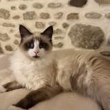 Photo de chat perdu à Narcastet