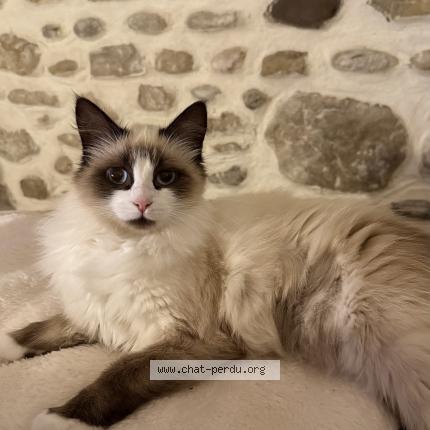 Photo 1/1 Chat retrouvé Perdu à Narcastet