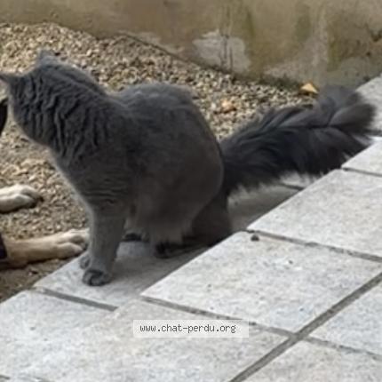 Photo 1/1 Kiwi Chat perdu à Pont saint esprit