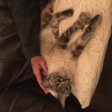 Photo de chat trouvé à Clapiers