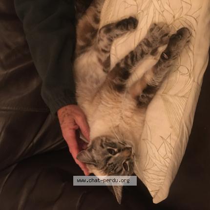 Photo 1/1 Chat trouvé Trouvé à Clapiers