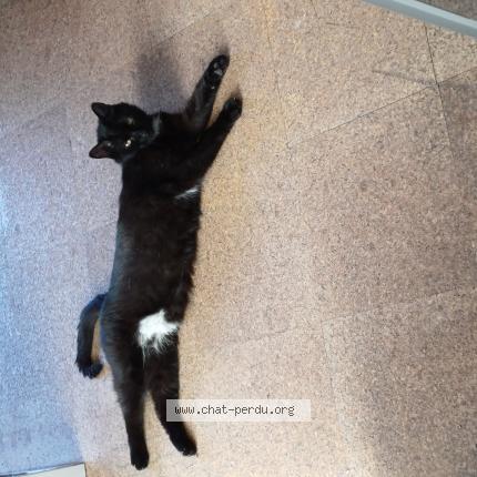 Photo 1/1 Chat retrouvé Perdu à Court saint etienne