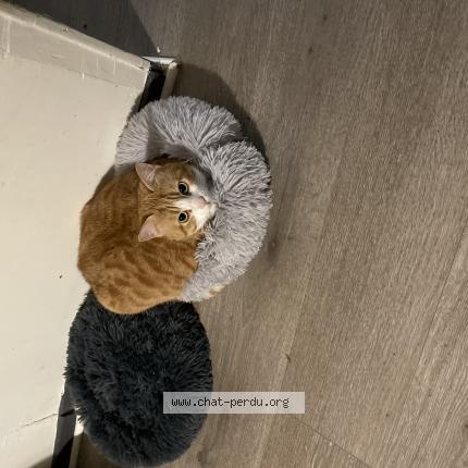 Photo 1/1 Pika Chat perdu à Allenjoie