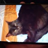 Photo de chat perdu à Lafayette